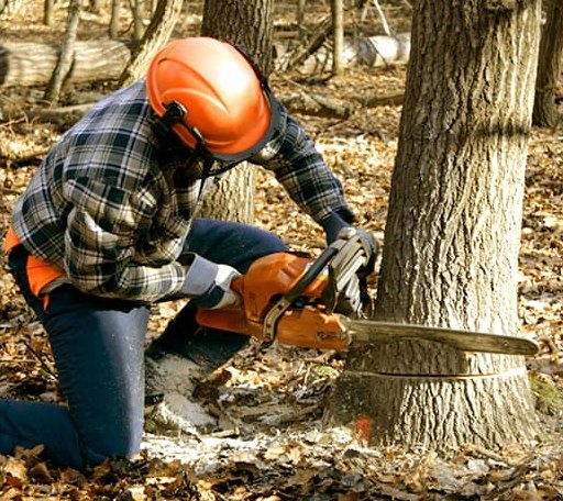 Tree Removal in Petersburg, MI